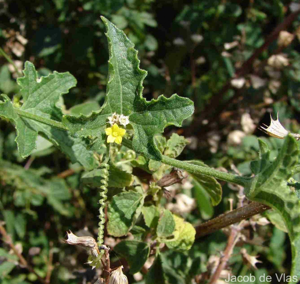 Cucumis maderaspatanus L.